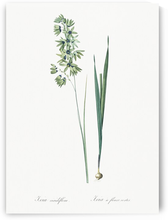 Turquoise ixia illustration  by IStockHistory com