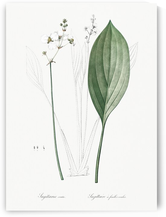 Bulltongue arrowhead illustration  by IStockHistory com