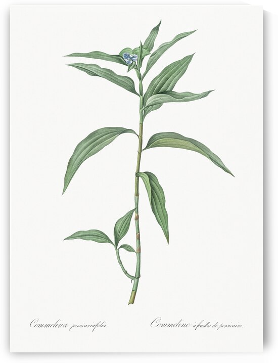 Dayflower illustration  by IStockHistory com