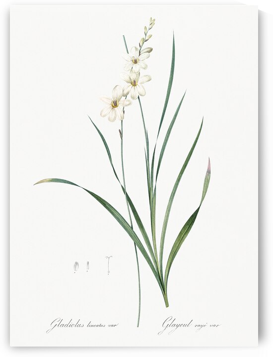 Gladiolus lineatus illustration  by IStockHistory com