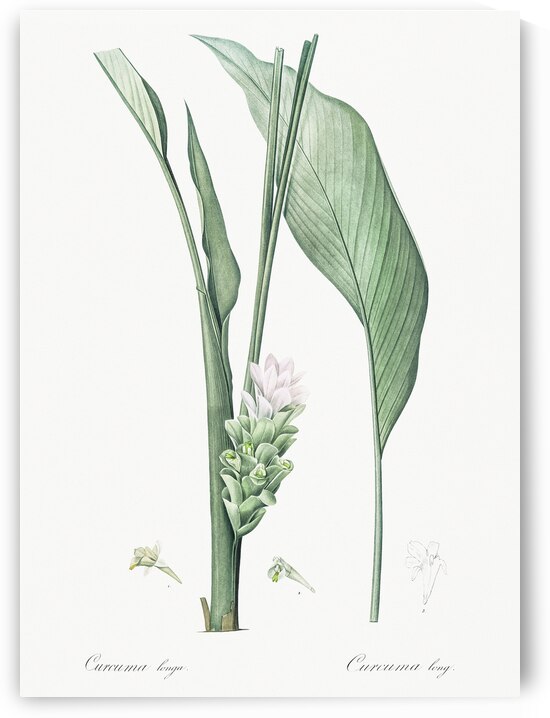 Turmeric illustration  by IStockHistory com