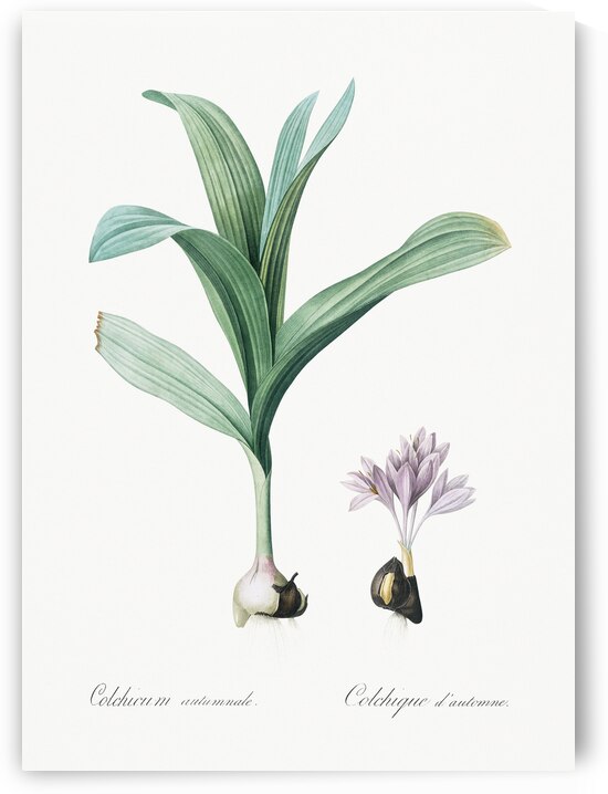 Autumn crocus illustration  by IStockHistory com