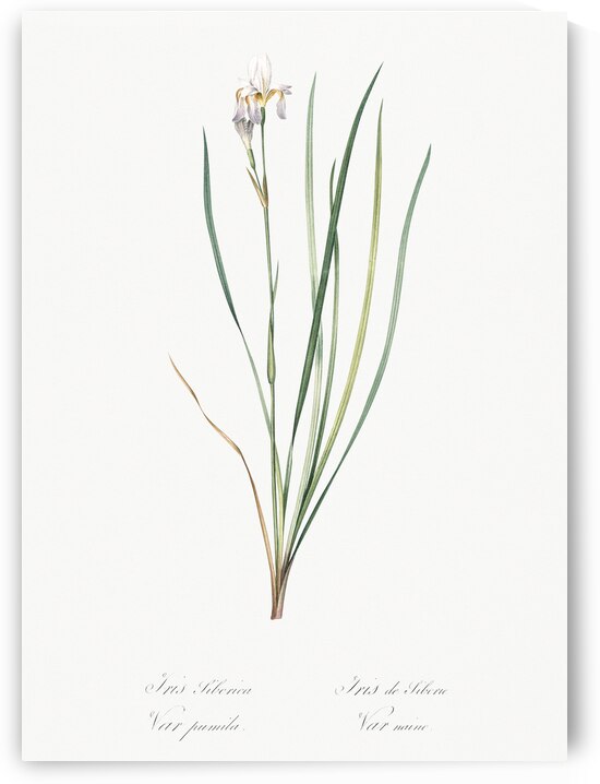 Netted-veined amaryllis illustration  by IStockHistory com