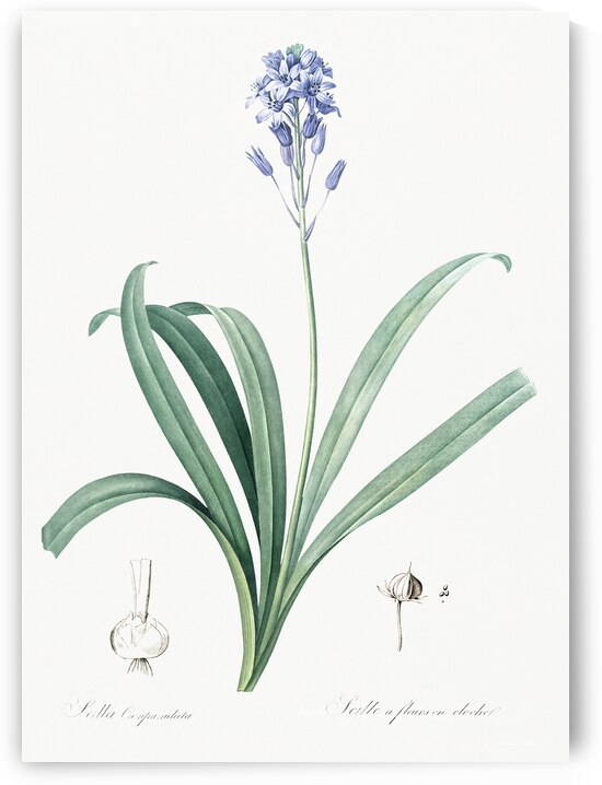 Siberian iris illustration  by IStockHistory com