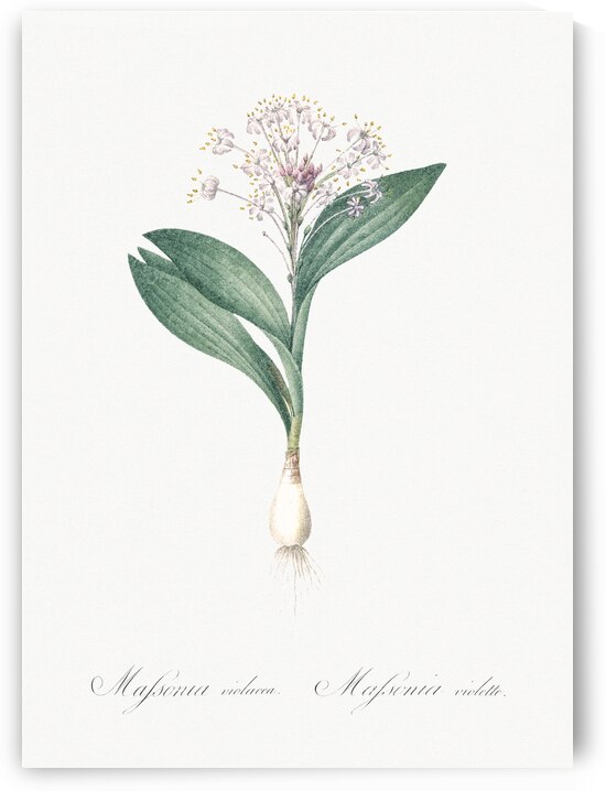 Pygmy hyacinth illustration  by IStockHistory com