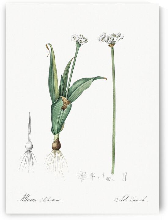 Ornamental onion illustration  by IStockHistory com