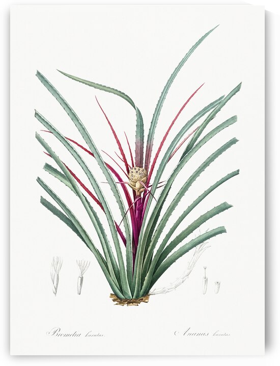 Plumier bromelia illustration  by IStockHistory com