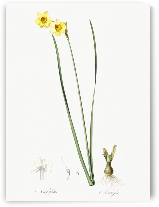 Cowslip cupped daffodil illustration  by IStockHistory com