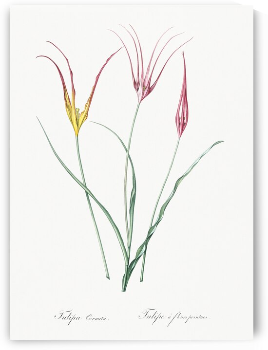 Horned tulip illustration  by IStockHistory com
