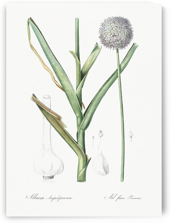 Broadleaf wild leek illustration  by IStockHistory com