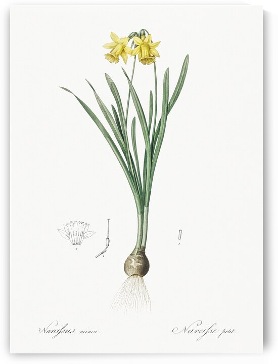 Broadleaf wild leek illustration  by IStockHistory com