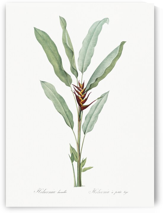 Broadleaf wild leek illustration  by IStockHistory com
