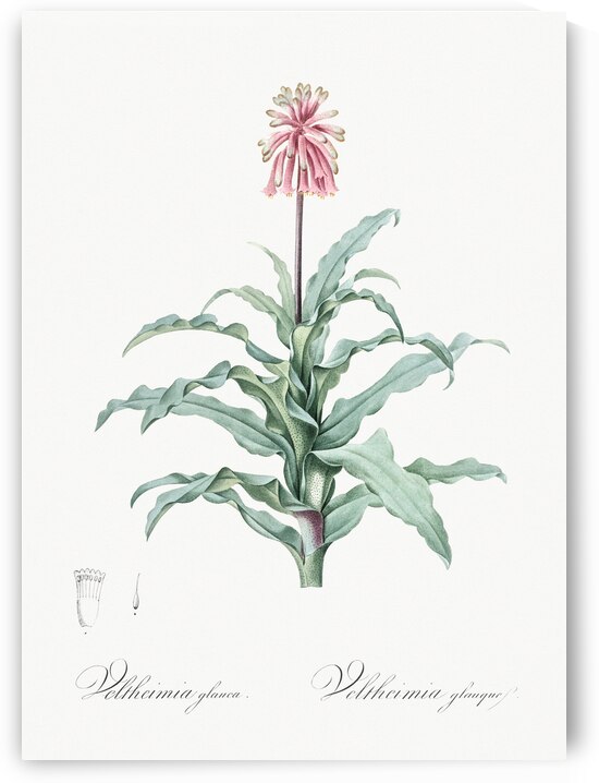 Broadleaf wild leek illustration  by IStockHistory com
