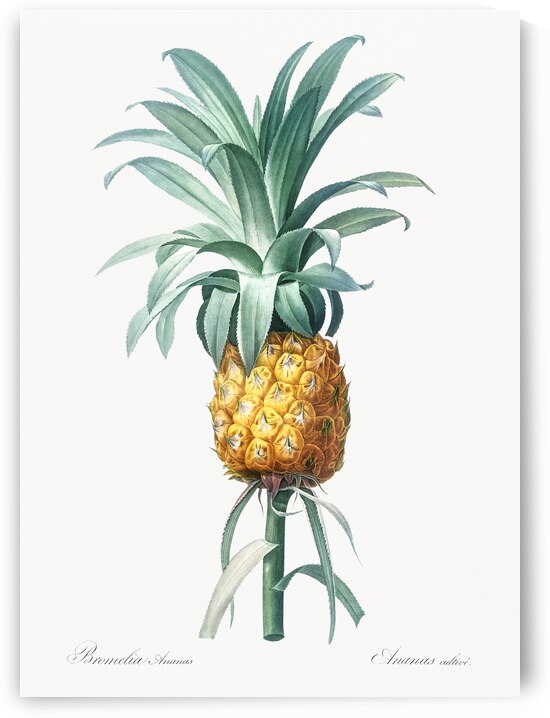 Pineapple illustration by IStockHistory com