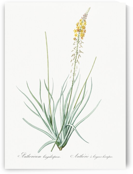 Broadleaf wild leek illustration  by IStockHistory com