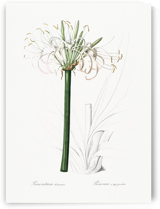 Caribbean spider-lily illustration  by IStockHistory com