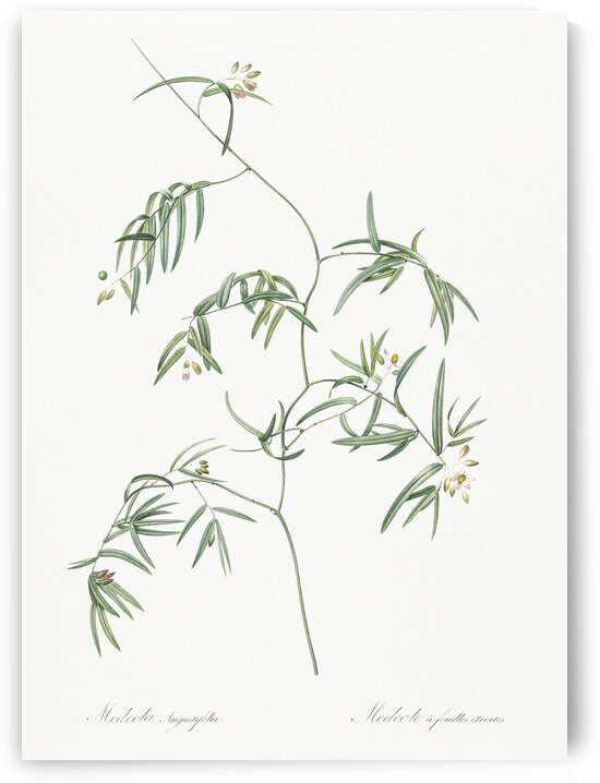 African flag illustration  by IStockHistory com