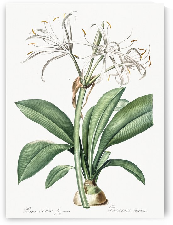 African flag illustration  by IStockHistory com