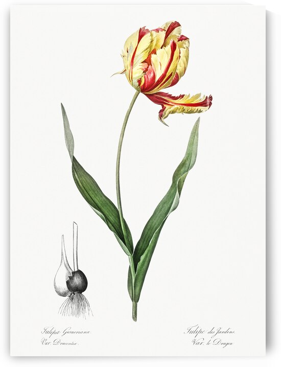 African flag illustration  by IStockHistory com