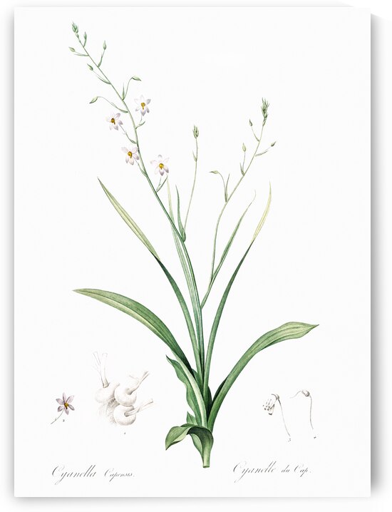 Lady hand illustration  by IStockHistory com