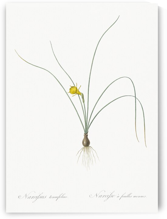 Petticoat daffodil illustration  by IStockHistory com