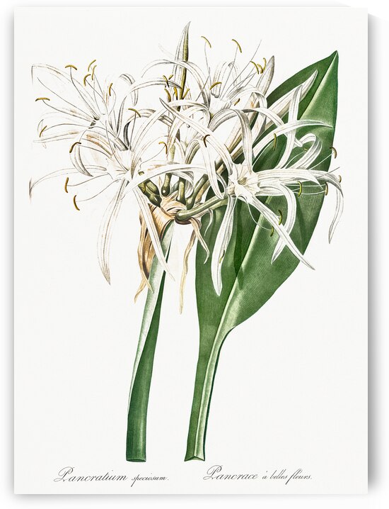 Green-tinge spiderlily illustration  by IStockHistory com