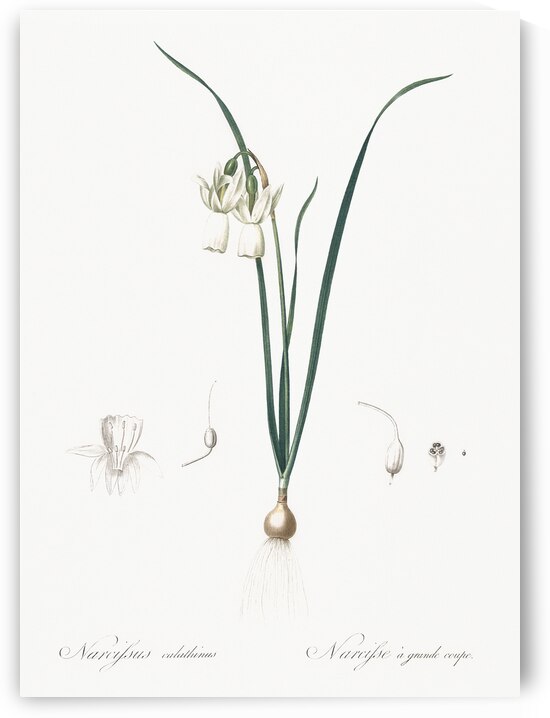 Angel tears illustration  by IStockHistory com