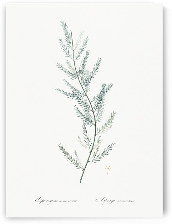 Cowslip cupped daffodil illustration  by IStockHistory com