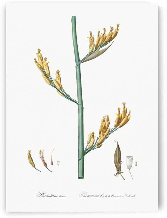 Asparagus fern illustration  by IStockHistory com