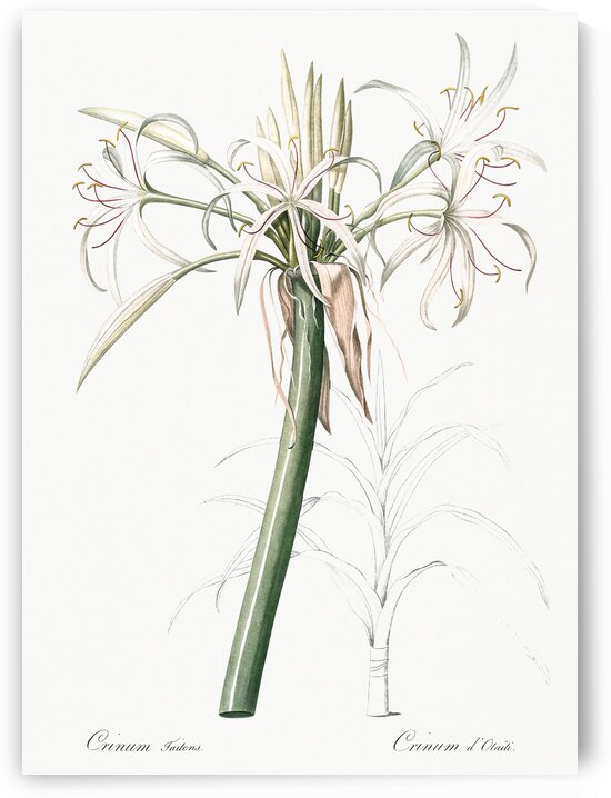 Poison bulb illustration  by IStockHistory com