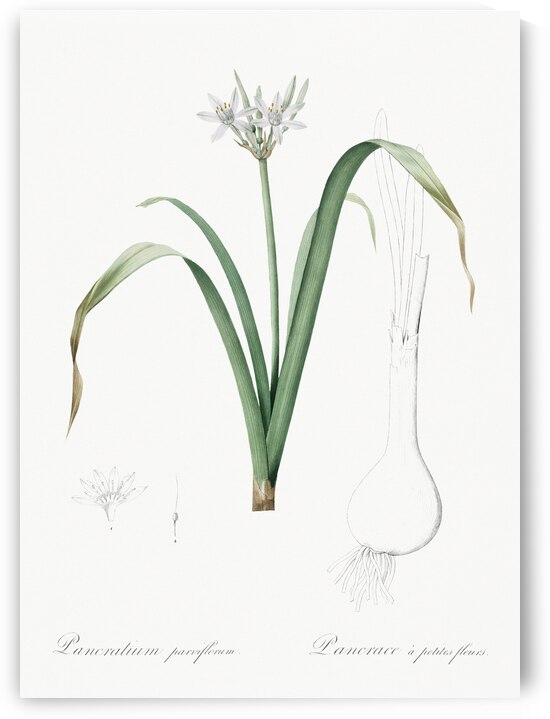 Small-flowered pancratium illustration  by IStockHistory com