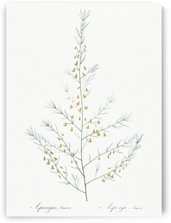 Sea asparagus illustration  by IStockHistory com