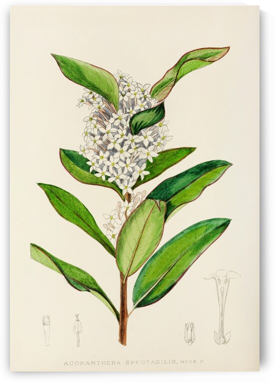 Acokanthera Spectabilis by IStockHistory com