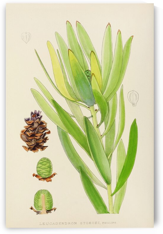 Leucadendron Stokoei by IStockHistory com