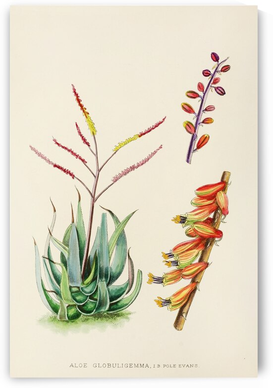 Aloe Globuligemma by IStockHistory com