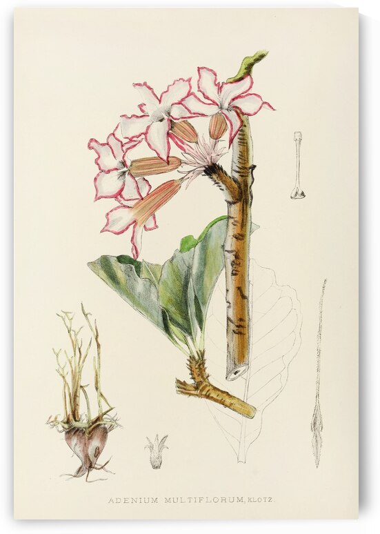 Adenium Multiflorum by IStockHistory com