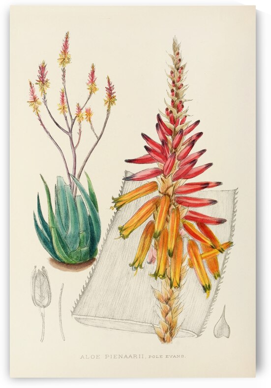 Aloe Pienaarii by IStockHistory com