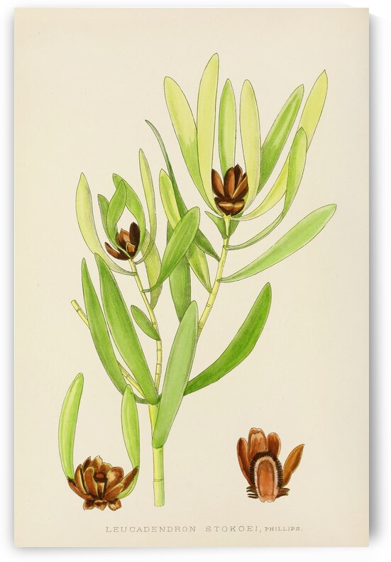 Leucadendron Stokoei by IStockHistory com