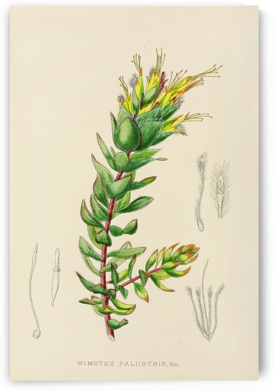 Mimetes Palustris by IStockHistory com