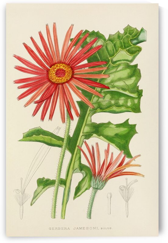 Gerbera Jameson by IStockHistory com