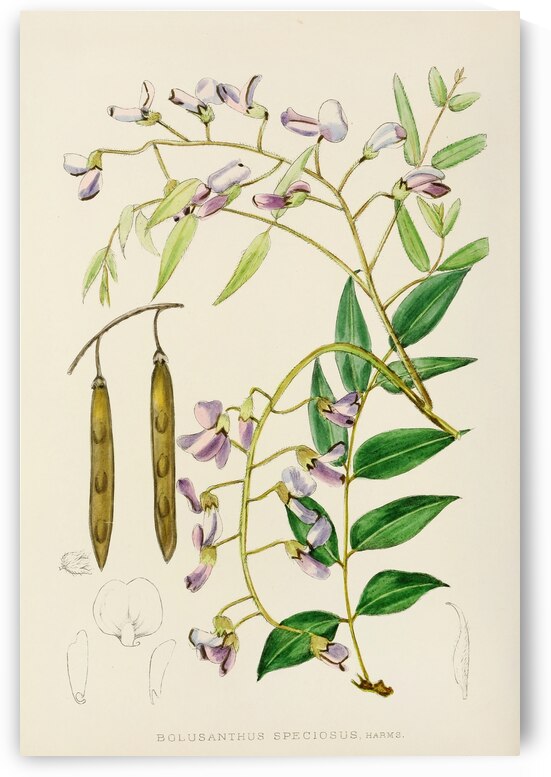Bolusanthus Speciosus by IStockHistory com