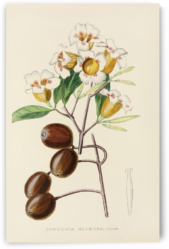 Gardenia Globosa by IStockHistory com