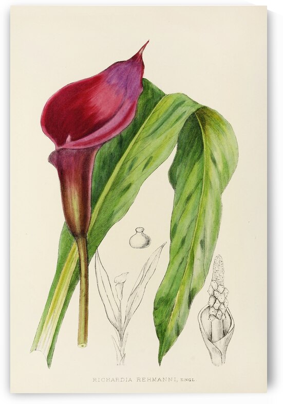 Richardia Rehmanni by IStockHistory com