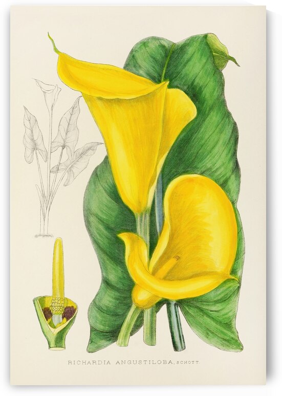 Richardia Angustiloba by IStockHistory com