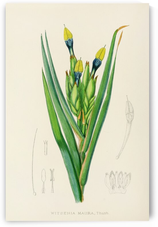 Witsenia Maura by IStockHistory com