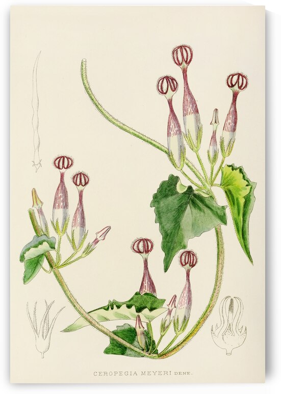 Ceropegia Meyeri by IStockHistory com