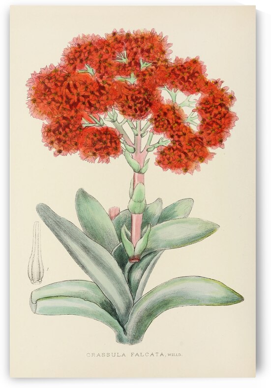 Crassula Falcata by IStockHistory com