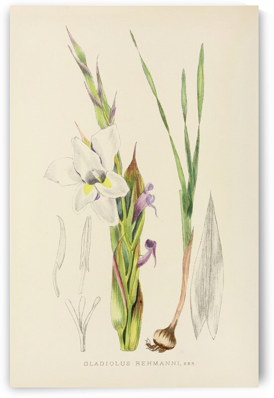Gladiolus Rehmanni by IStockHistory com