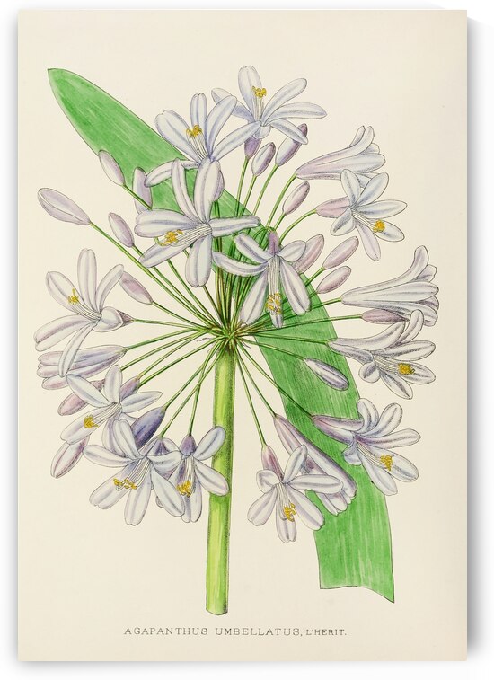 Agapanthus Umbellatus by IStockHistory com