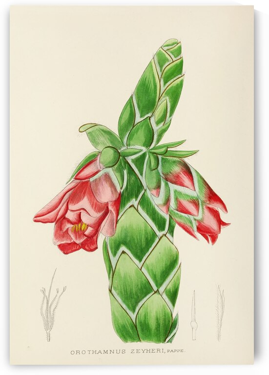 Orothamnus Zeyheri by IStockHistory com